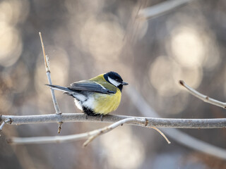 Cute bird Great tit, songbird sitting on a branch without leaves in the autumn or winter.