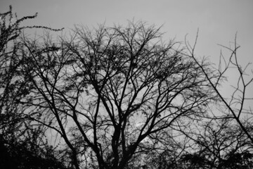 Forest in the old style photo,Spooky Gray Lead Forest,black and white scene at a park 