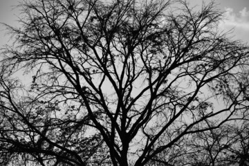 Forest in the old style photo,Spooky Gray Lead Forest,black and white scene at a park 