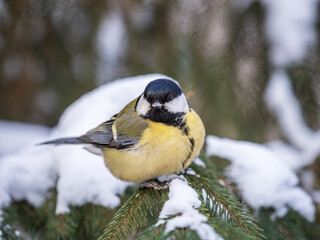 Cute bird Great tit, songbird sitting on the fir branch with snow in winter