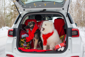 a white samoyed dog is sitting in the trunk of a white car. High quality photo