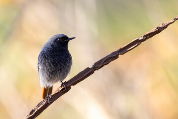 Male black redstart - Phoenicurus ochruros

