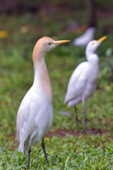 Small egrets looking for a food