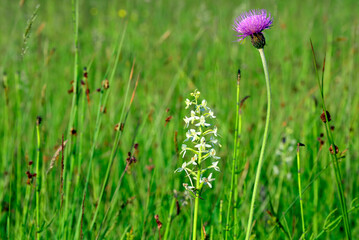 Wildflowers grass  at summer time in green meadow