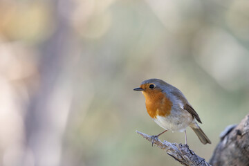 Robin (Erithacus rubecula). Bird in family Turdidae, photographed in Abruzzo, Italy