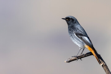 Male black redstart - Phoenicurus ochruros
