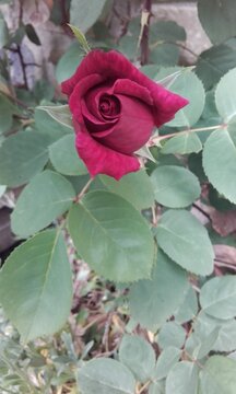 Rosa