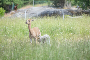 Llamas graze on a green meadow on a summer day