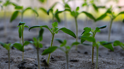 a small green sprout in the ground. A small plant in the soil. Ecology, environmental protection. Greenhouse work. tomato seedlings, small plants. spring, start of work, agriculture, close-up