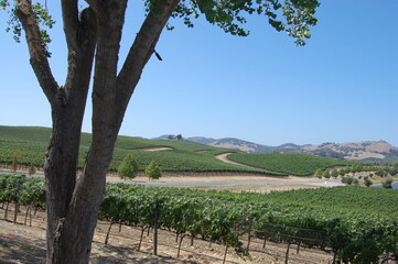 Fototapeta na wymiar Sonoma County vineyards