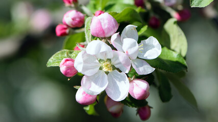 flowering apple tree branch in the garden. Blooming fruit trees in the garden. White and pink flowers close-up on a branch of a tree. Floral spring nature background.