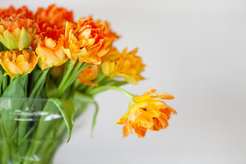 Bright orange yellow terry tulips  in a glass vase on a grey background. Close up, copy space. Spring holidays, mothers day, womens day concept. Selective focus.