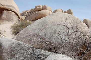 Desert landscape Joshua tree