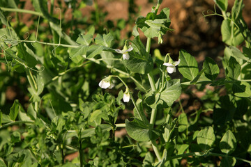 photo of green pea flowers on a sprout. The theme of seasonal planting, gardening and healthy eating