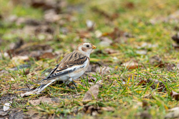 Snow Bunting (Plectrophenax nivalis).