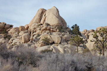 joshua tree national park