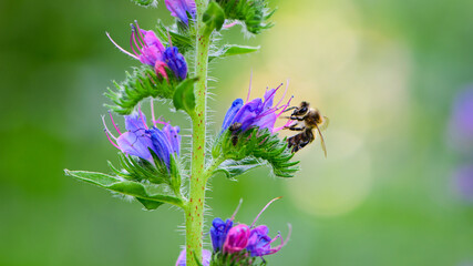 A bee collects honey on blue flowers on nature. macro photo of insects. delicate meadow flower. european honey bee. pollination of plants in nature. spring time