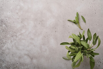 Sage. Bunch of fresh green leaves. Herb sage abstract texture background. Nature concepts. Soft and selective focus. Texture. Mock up. Top view with copyspace.