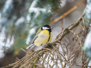 Cute bird Great tit, songbird sitting on the fir branch
