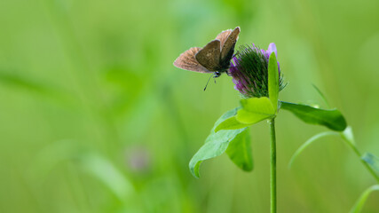 Polyommatus icarus. butterfly on clover flower. Common blue butterfly at rest on red clover flower. European macro nature. insect on a wildflower. meadow flower and butterfly, background, close-up.