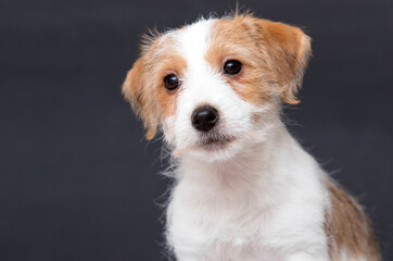 portrait red and white color jack russell puppy