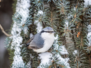 Eurasian nuthatch or wood nuthatch, lat. Sitta europaea, sitting on the fir branch with snow in winter forest