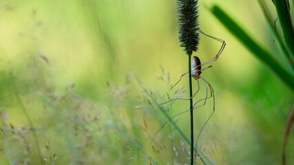 Pholcus phalangioides. spider Pholcidae sits on the grass on a green blurred background. close-up. hay spider. commonly referred to as the long-legged daddy, grandpa, or vibrating spider.
