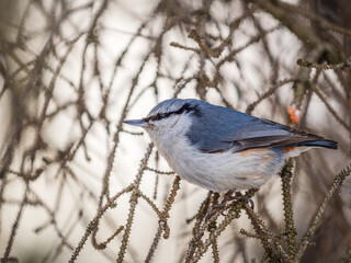 Eurasian nuthatch or wood nuthatch, lat. Sitta europaea, sitting on a tree branch with a blurred background.