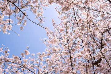 Cherry blossoms against blue sky with copy space　青空と桜の花 背景 コピースペース