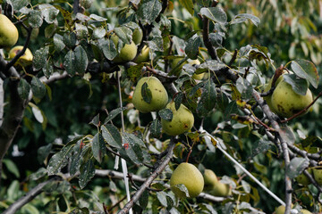 Ripe, mature pears grow close-up on trees in the garden. Agriculture and healthy organic food. Natural and environmentally friendly agriculture.