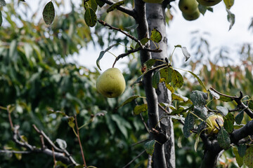 Ripe, mature pears grow close-up on trees in the garden. Agriculture and healthy organic food. Natural and environmentally friendly agriculture.