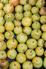 Boxes with ripe juicy pears are standing after harvesting close-up. Healthy organic food. Natural and environmentally friendly agriculture.