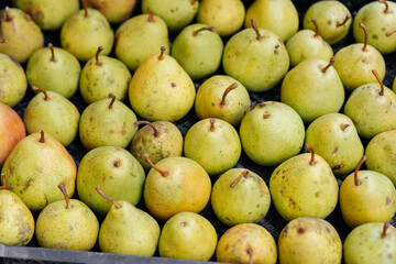 Boxes with ripe juicy pears are standing after harvesting close-up. Healthy organic food. Natural and environmentally friendly agriculture.