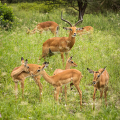 Naklejka na ściany i meble Group of impala image taken on Safari located in the Tarangire, National park, Tanzania.