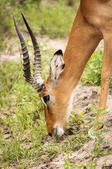Closeup of Impala image taken on Safari located in the Tarangire, National park, Tanzania.