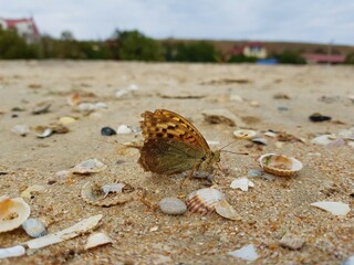 butterfly on the beach