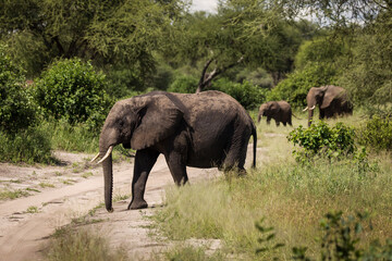 Fototapeta na wymiar Beautiful elephants during safari in Tarangire National Park, Tanzania.