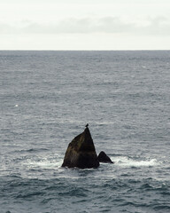 Fototapeta premium humpback tail