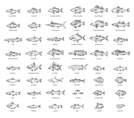 Large set of fish. Types marine, ocean fish and Freshwater fish - 480781549