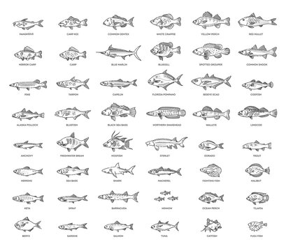 Large set of fish. Types marine, ocean fish and Freshwater fish