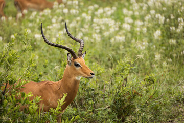 Naklejka na ściany i meble Closeup of Impala image taken on Safari located in the Tarangire, National park, Tanzania.