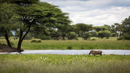 Warthog during safari in Tarangire National Park, Tanzania
