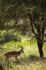 Closeup of Impala image taken on Safari located in the Tarangire, National park, Tanzania.