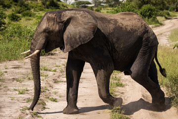 Fototapeta premium Beautiful elephants during safari in Tarangire National Park, Tanzania.