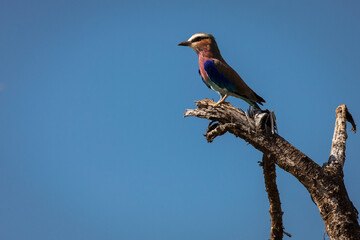 A colorful lilac-breasted roller sitting on tree during safari in Tarangire National Park, Tanzania.