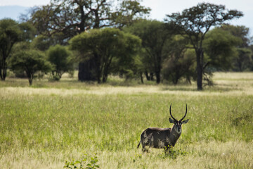 Naklejka premium Closeup of Impala image taken on Safari located in the Tarangire, National park, Tanzania.