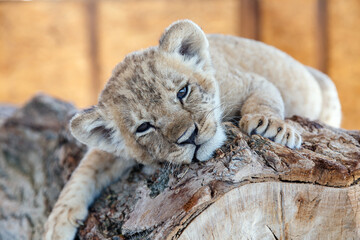 Lion cub on a log. A small cute lion cub lies on a wooden log. Close-up