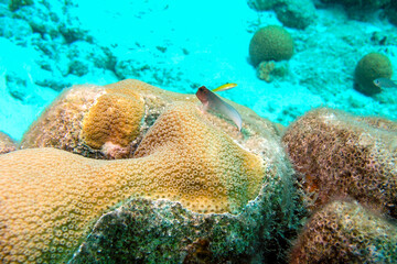 Redlip Blenny Perched on a Coral Head - Bonaire