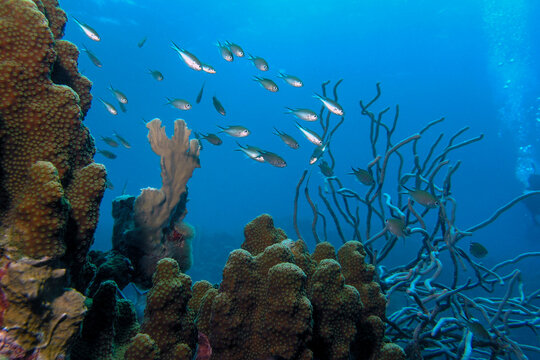 School of Brown Chromis swimming over healthy coral reef off Bonaire