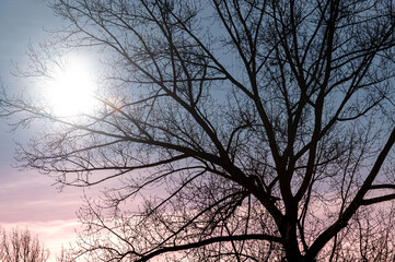 Barren tree against the colorful sunset sky